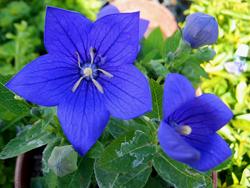 Platycodon 'Astra Blue'