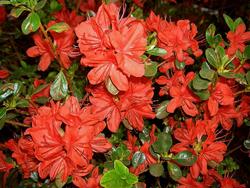 Rhododendron 'Flambeau'