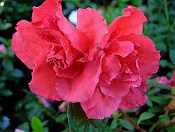 Rhododendron 'Rubra'