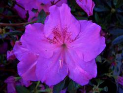 Rhododendron 'William Wylum'