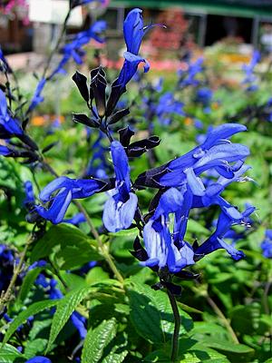 Salvia guaranitica 'Black and 'Blue'