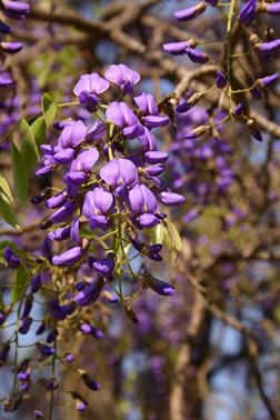Bolusanthus speciosus Flowers. Picture courtesy www.lifeisagarden.co.za