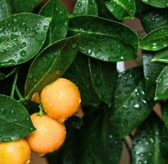 Calamondin Orange