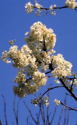 Dombeya rotundifolia Flowers. Picture courtesy www.lifeisagarden.co.za