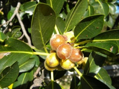 Fruta de higuera silvestre sudáfrica