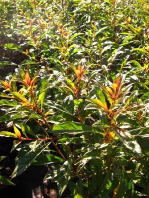 Suitable trees for small gardens