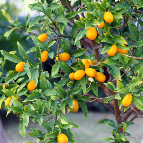 Kumquat 'Meiwa'