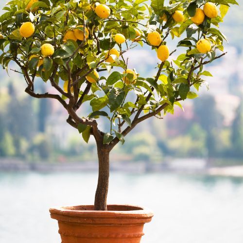 Lemon Dwarf 'Eureka'