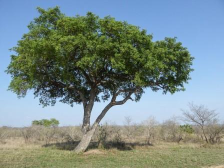 Marula tree. Picture courtesy Regina Hart - see her flickr link