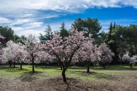 Spring Almond Blossoms Image by Carlos Ramón Bonilla from Pixabay