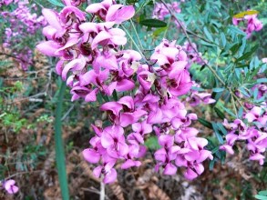 Virgilia oroboides