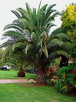 Phoenix canariensis. Young Specimen.