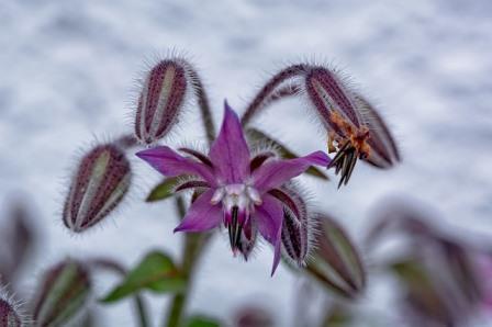 Borage Pink. Image by manfred Antranias Zimmer from Pixabay