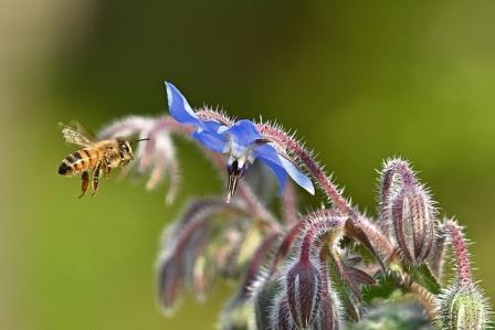 Bees adore Borage  Image by jggrz from Pixabay
