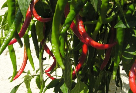 Chilli Cayenne Picture courtesy Maja Dumat from flickr
