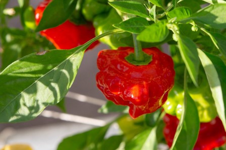 Chilli Scotch Bonnet Picture courtesy Maja Dumat from flickr