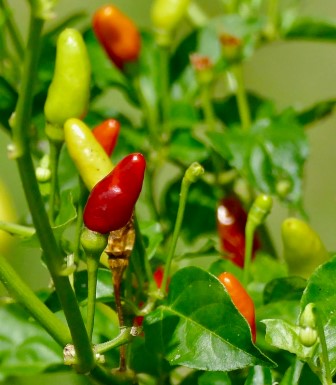 Chilli Tabasco Picture courtesy Bernard DUPONT from flickr