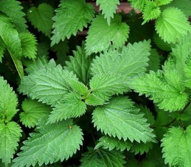 Stinging Nettle Image by ImageParty from Pixabay