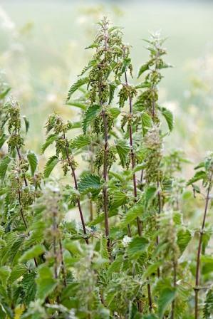 Stinging Nettle Image by No longer here from Pixabay