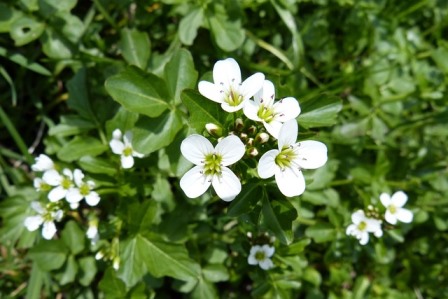Watercress Flowers Image by Alois Grundner from Pixabay