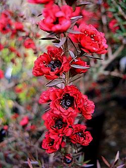 'Burgundy Queen'