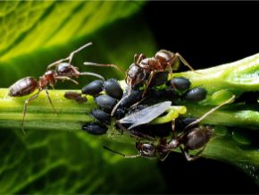 Pests &amp; Diseases