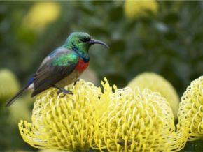 Wildlife in the Garden