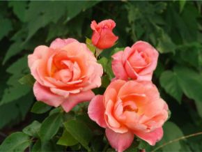 Spire Roses