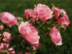 Floribundas