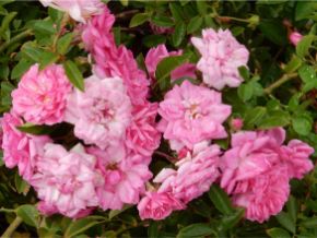 Groundcovers