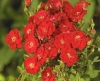 Red Rosamini