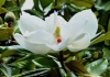 Magnolia, Southern Magnolia, Bull Bay Magnolia - Magnolia grandiflora
