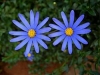 Kingfisher Daisy, Blue Marguerite, Bloumagriet - Felicia