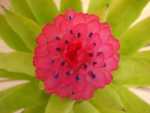 Winter Torch Bromeliad - Quesnelia