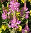 Obedient Plant - Physostegia virginiana