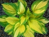 Plantain Lily - Hosta