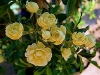 Banksian Rose