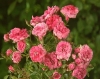 Pixie Rose