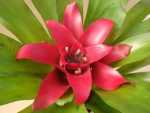 Blushing Bromeliad - Nidularium