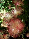Shuttlecock Flower - Calliandra selloi syn. brevipes