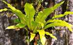 Bird’s Nest Ferns - Asplenium