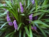 Lilyturf - Liriope