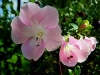 Wild Bush Petunia - Barleria greenii