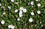 Oortjies, White Carpet, African Morning Glory - Falkia repens