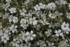 Snow-in-summer - Cerastium tomentosum