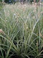 Watergras, Weeping Anthericum - Chlorophytum saundersiae