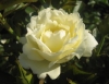 White Mini Star