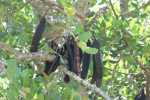 Carob Tree, Johannesbroodboom - Ceratonia siliqua