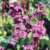 Heartleaf Bergenia - Bergenia cordifolia