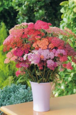 Yarrow, Old Man’s Pepper, Knight’s Milfoil, Bloodwort, Military Herb - Achillea millefolium